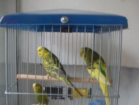 periquito australiano